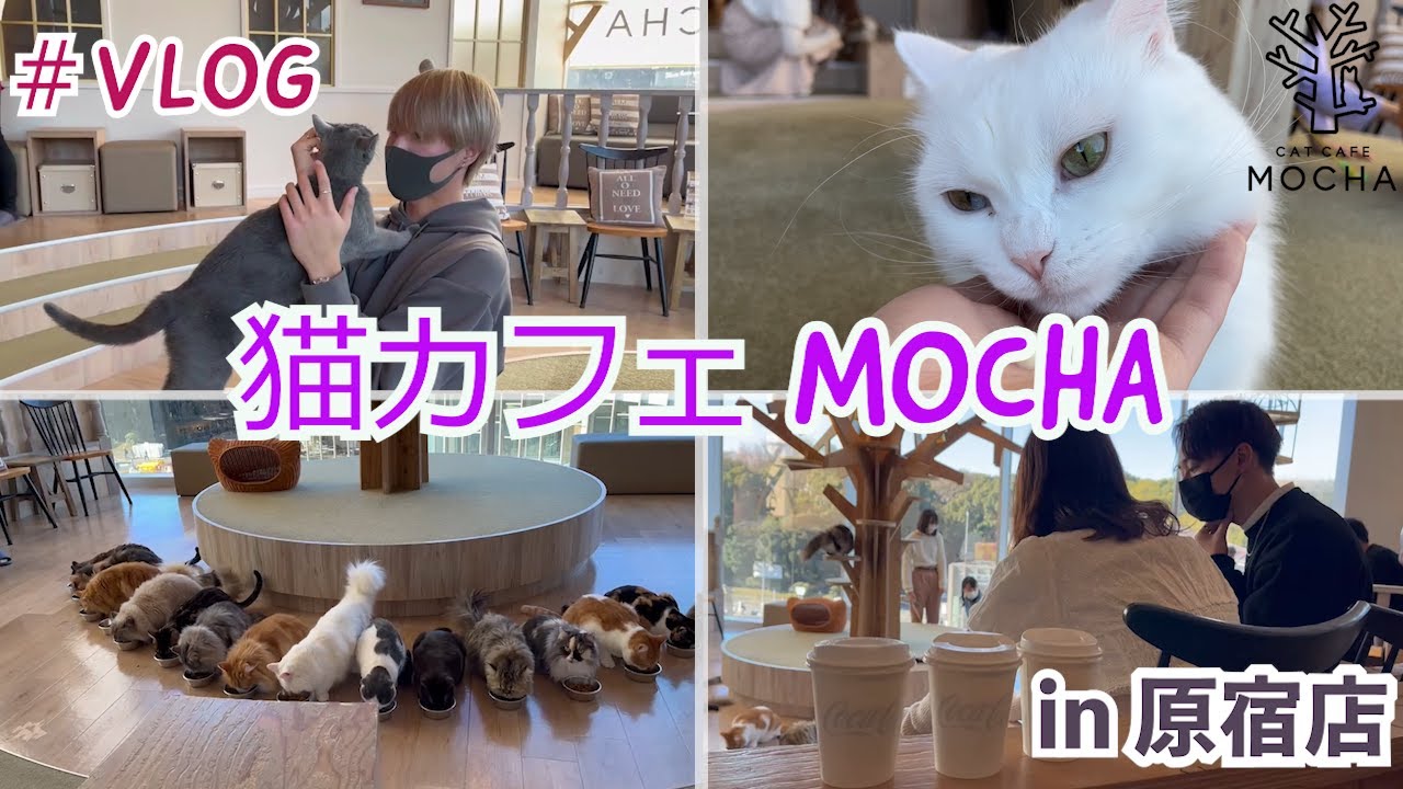 メロメロにならない訳はありません 猫カフェmocha 前編 Youtube