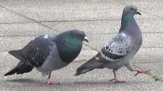 野鳥動画】オスのハト、必死の求愛行動！ - YouTube