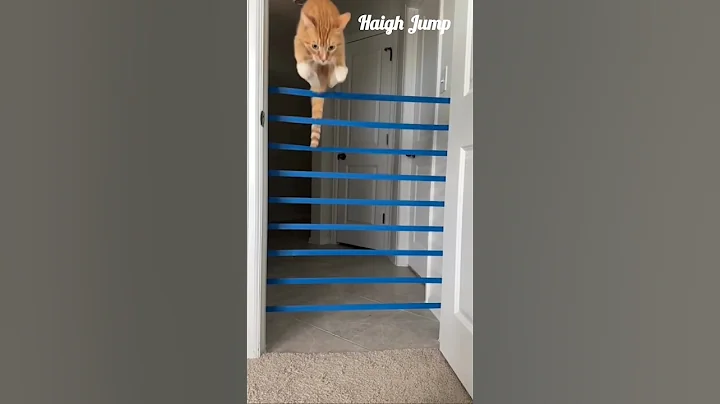 Watch the video about UNBELIEVABLE 😲Cat High jumps🐈 🦘🤪 #shorts #trending #animals #catjump