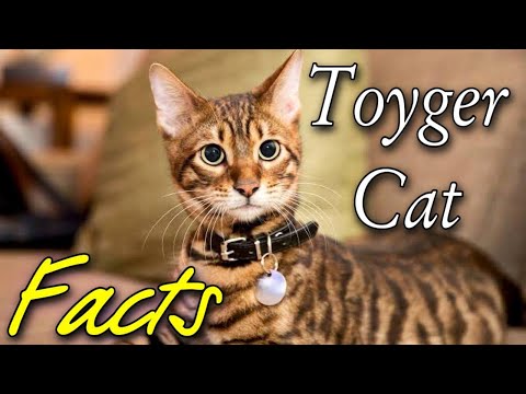 Video: Toygers: Domači tigri-mačke so edinstvena eksotična pasma hišnih živali