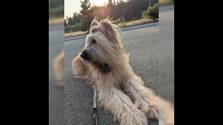 A Dog's Life #toprock4 #huskyboy #husky #briard #briardgirl #briardboy #dog #doglover