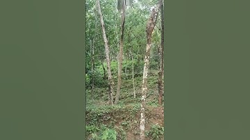 🐒🐒🐒#animals #song #love #youtubeshorts #subscribe #viralvideo