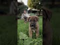 Cute cute bacche  shorts short youtubeshorts viral.s short.s animallife cute dog