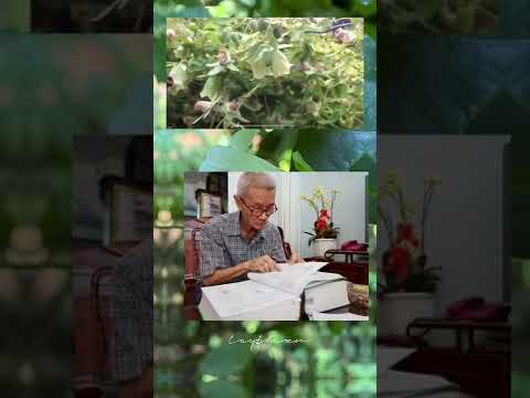 Video Sâm dây Ngọc linh Codonopsis javanica hay Đẳng sâm,... - youtube
