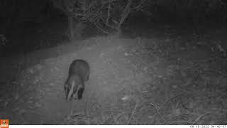 LOL funny Badger digging out its sett  falls in hole in Cambs UK 19Aug22 450am Game Camera Trail cam