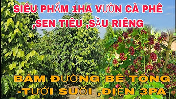 ( SIÊU PHẨM ) 1HA VƯỜN CÀ PHÊ SEN TIÊU,SẦU RIÊNG ,BÁM ĐƯỜNG BÊ TÔNG ,GIÁ CHỈ 2T150