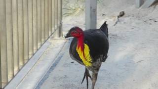 Australian Brushturkey