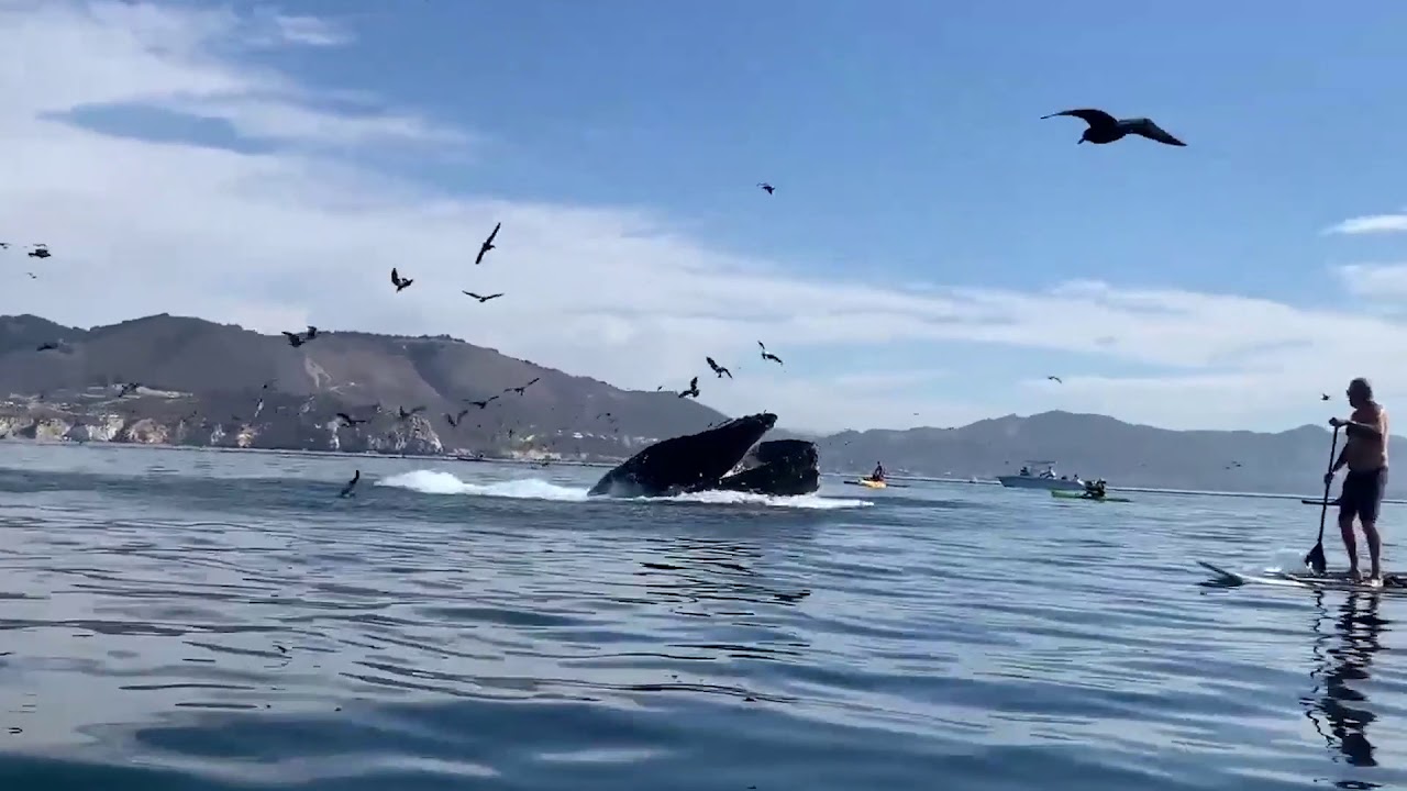 Download Kayakers Knocked Into Water by Humpback Whale