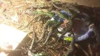 Feeding Frenzy with Newborn Tegus