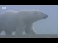 Inside the World of Bears | BBC Earth