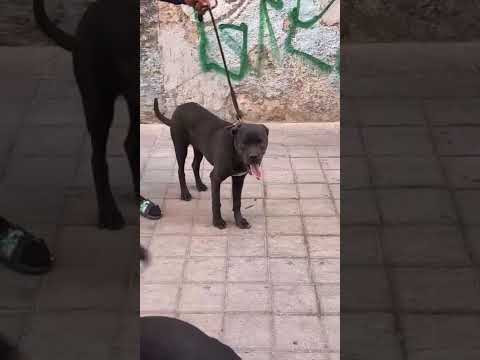 شاهد ماذا فعلت كلاب الرووت مع كلاب الدوبيرمان