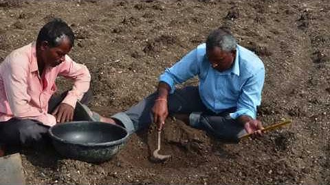 Soil Testing for Soil Health Management   (English)
