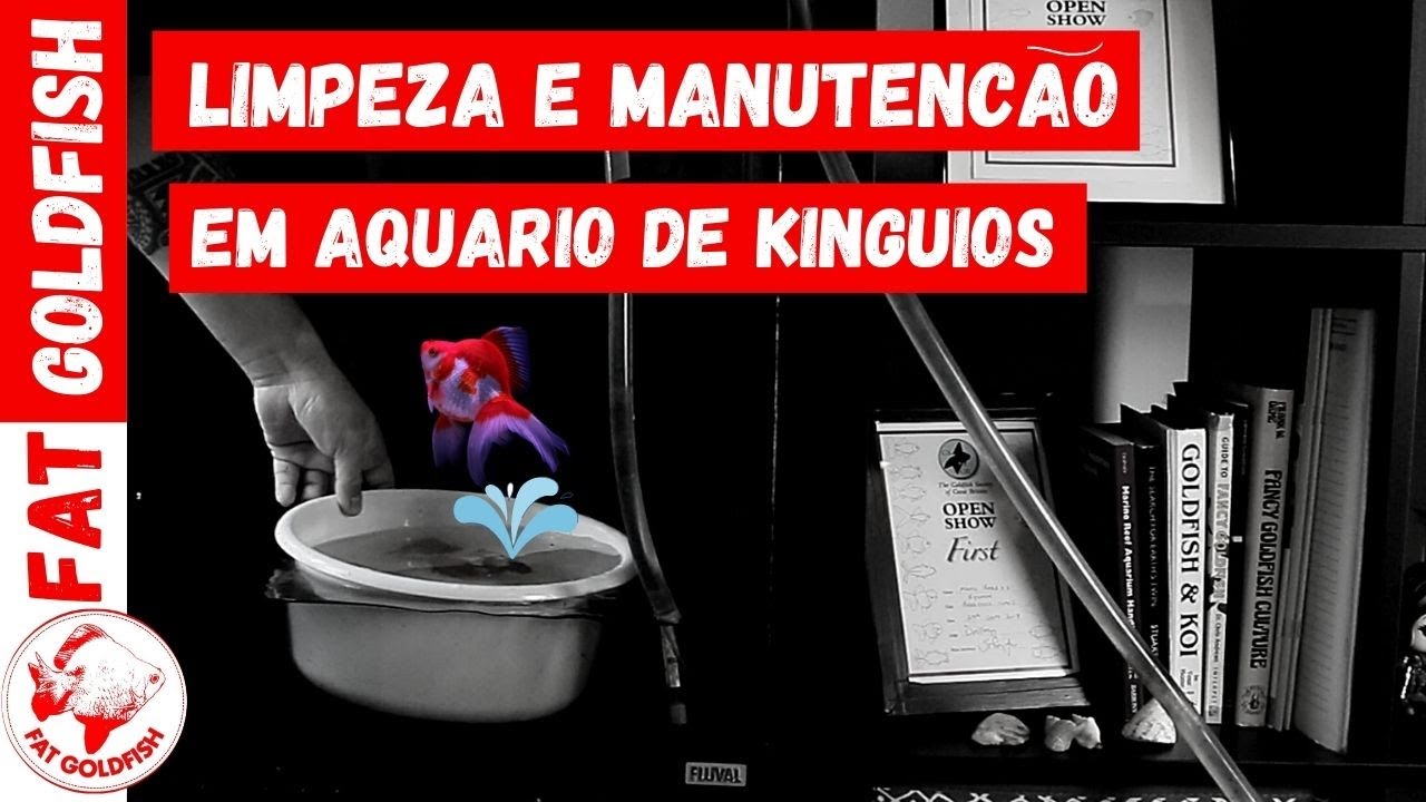 Manutenção e limpeza em aquário de kinguios.