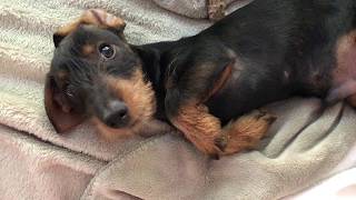 Mini wire haired dachshund asking for cuddles