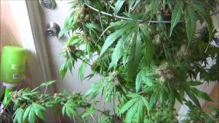 WeedWizard Strain Report:  California Hash Plant.wmv