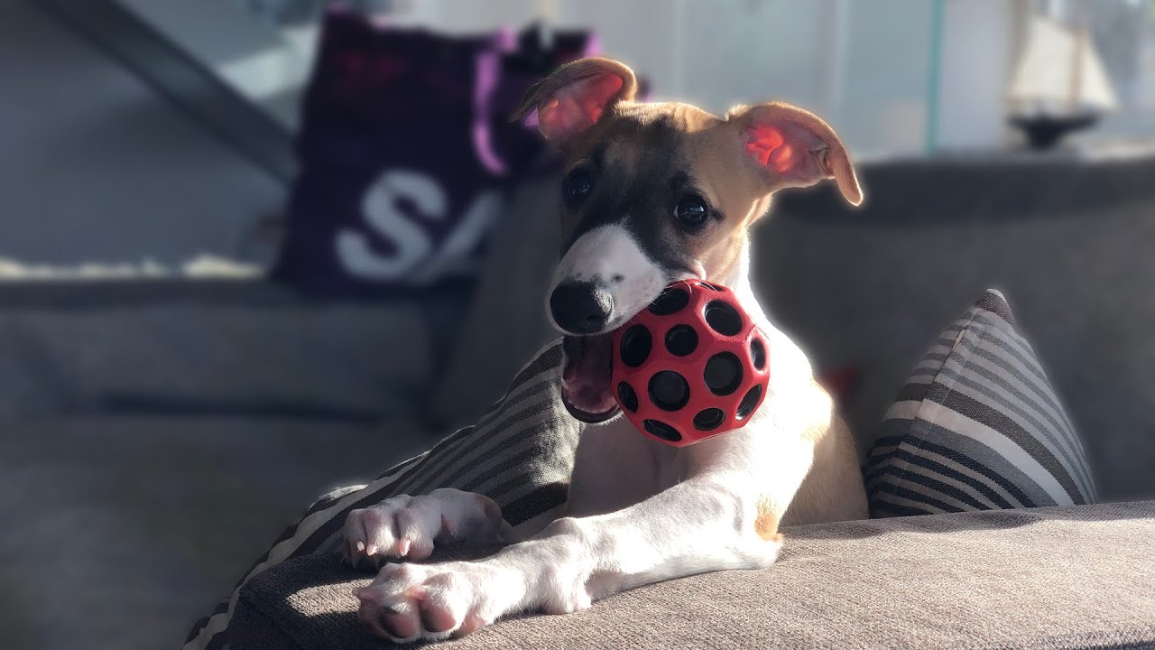 Nellie the Whippet leaves home and get a new family