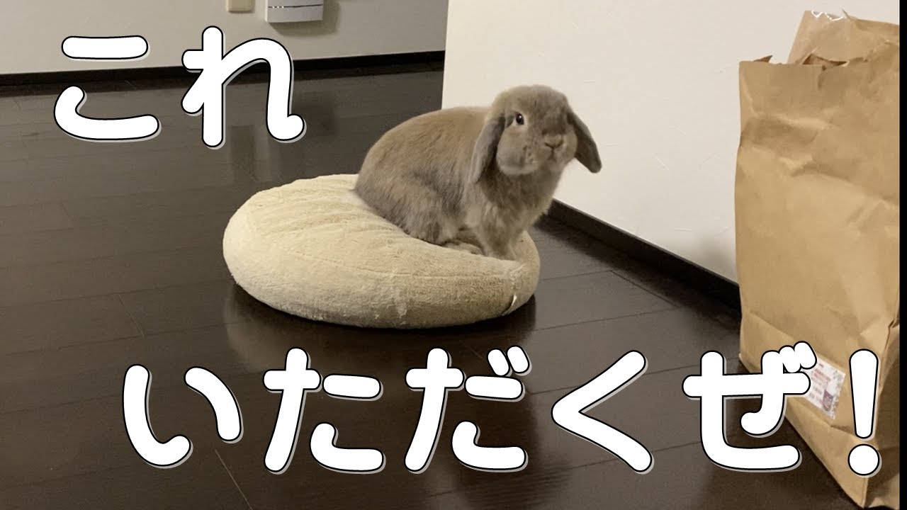 【知能犯】クリスマス前にプレゼントを狙ううさぎ【ホーランドロップ】