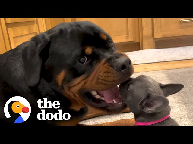 Rottweiler Gets A Tiny Puppy And Has The Most Surprising Reaction | The Dodo Little But Fierce class=