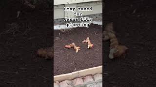 Canna Lily Planting Coming Soon