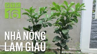 Làm giàu từ mô hình trồng cây giống hữu cơ | VTC16