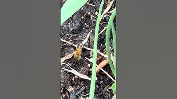 BEES on the Brink! What