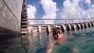 Manatee, SUP adventures, and Training
