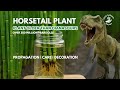 How to Grow Horsetail Plant | Propagation | Care | Decoration Ideas