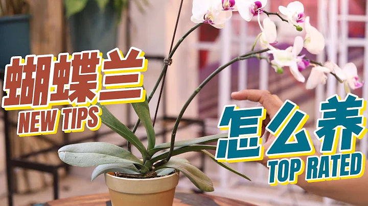 蝴蝶蘭怎麼養？園藝師教你，蝴蝶蘭的詳細養護技巧 - 天天要聞