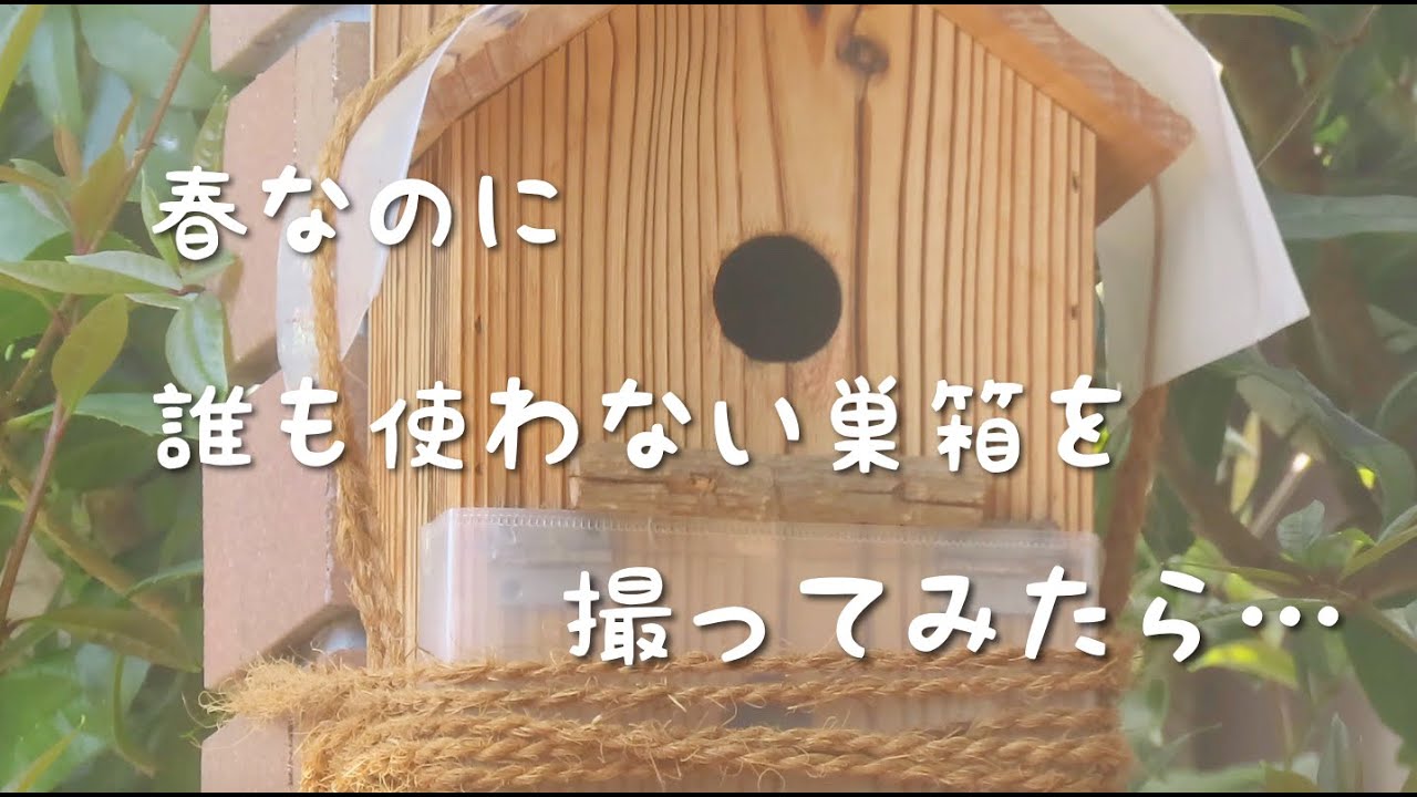 シジュウカラ巣箱|使われない巣箱を撮ってみたら… - YouTube