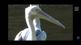 pelican eats live pigeon