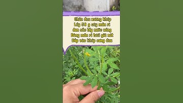 Cây mần ri hoa vàng và những bài thuốc quý #dieulinh #meovat #thaoduoc