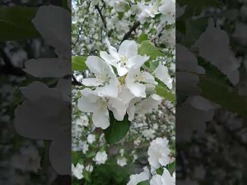 Video: Bratchud õunapuu: sordikirjeldus, peamised omadused, kasvuomadused, ülevaated