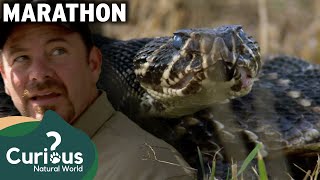 How Pythons Thrive In These Insane Wintery Conditions | Python Hunters | Curious?: Natural World