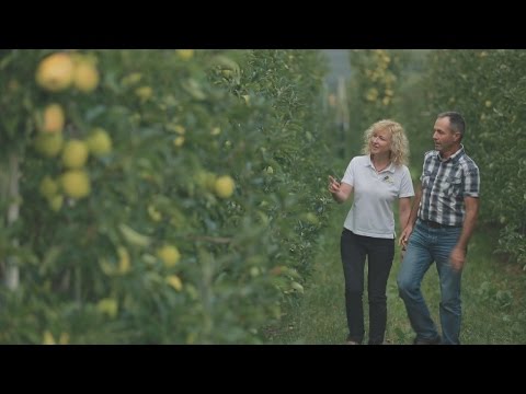 Video: Was sind Golden-Delicious-Äpfel: Informationen über Golden-Delicious-Apfelbäume