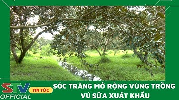 STV -  Sóc Trăng đã xây dựng được 24 vùng trồng Vú sữa