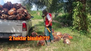 Ada yg tanya ??? kebun 2 Hektar bisa angsur mobil