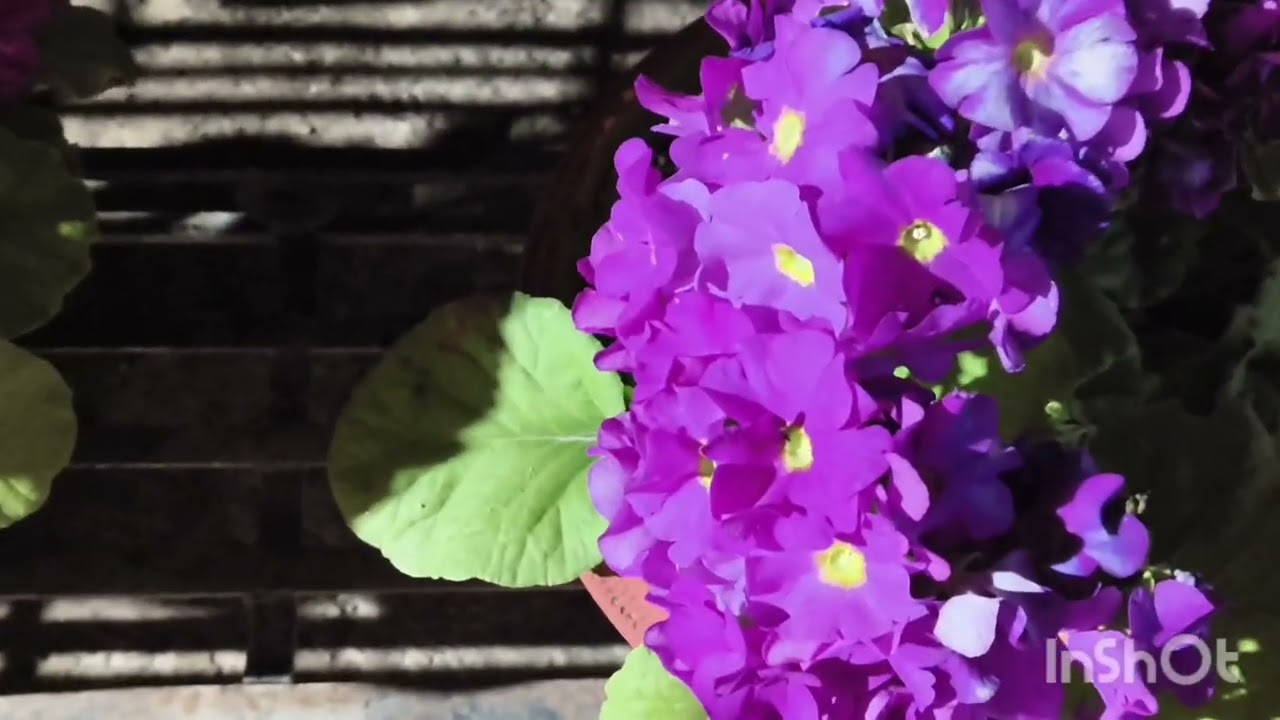 #Primrose energy only 😍@Diffirenthuesofnature 