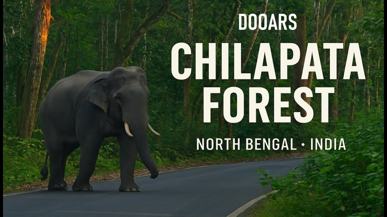 Dooars | Wild Elephant Encounter | Chilapata Forest | offbeat Dooars 