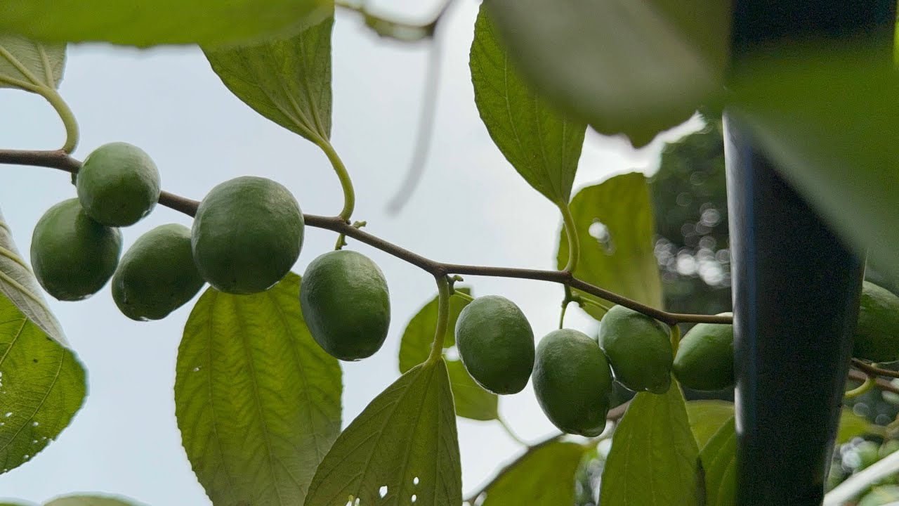 Cách bón phân cho táo giai đoạn trái non,kinh nghiệm quý cho những người trồng táo để ￼chống mất mùa