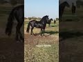 ليام اعطات للرذالة Lyam 3tat Lrdala 