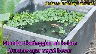 ketinggian air kolam gurame agar cepat besar