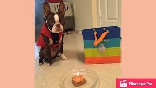 Boston Terriers turn 1! First litter (Updated) by Legendary Kennels 308 views 5 years ago 48 seconds