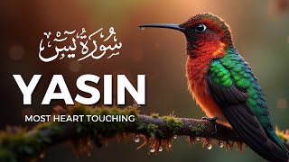 Surah Yasin (Yaseen) سورة يس | Beautiful voice heart touching | Quranic Akhira