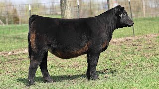 Ruby Cattle: Tag 0H32