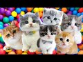 Anak kucing meong meong  lagu anak anak  lagu anak indonesia populer si meong kucing lucu