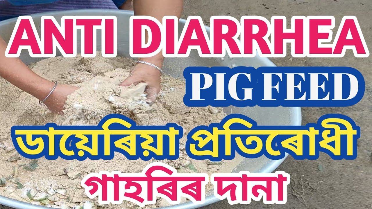 How To Make Pig Feed At Home। घर पर सूअर का खाना बनाने के तरीका। ঘৰত গাহৰিৰ দানা কেনেকৈ বনাব