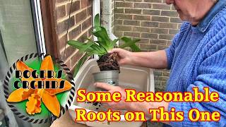 Repotting a Paphiopedilum Orchid