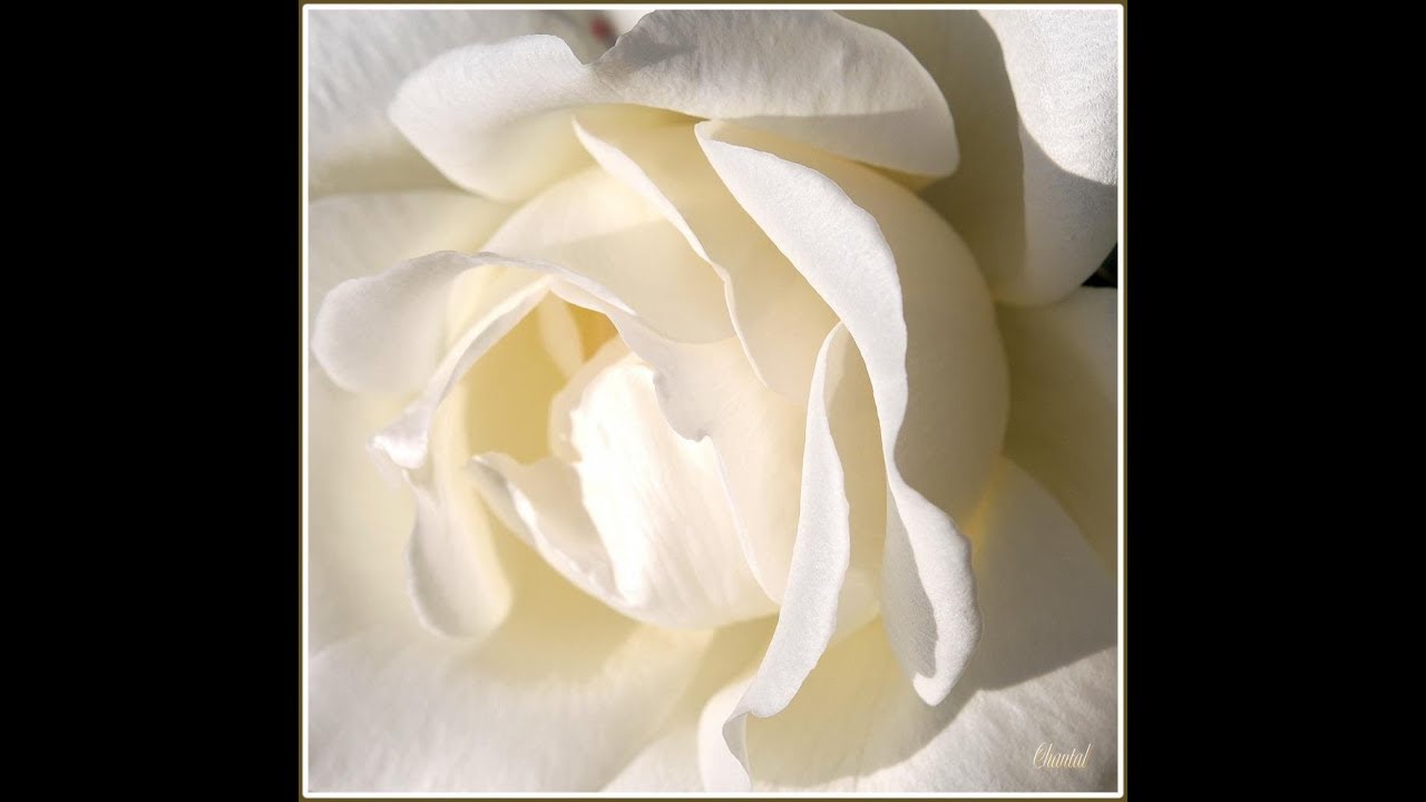 Les roses blanches (Berthe Sylva 1926) YouTube