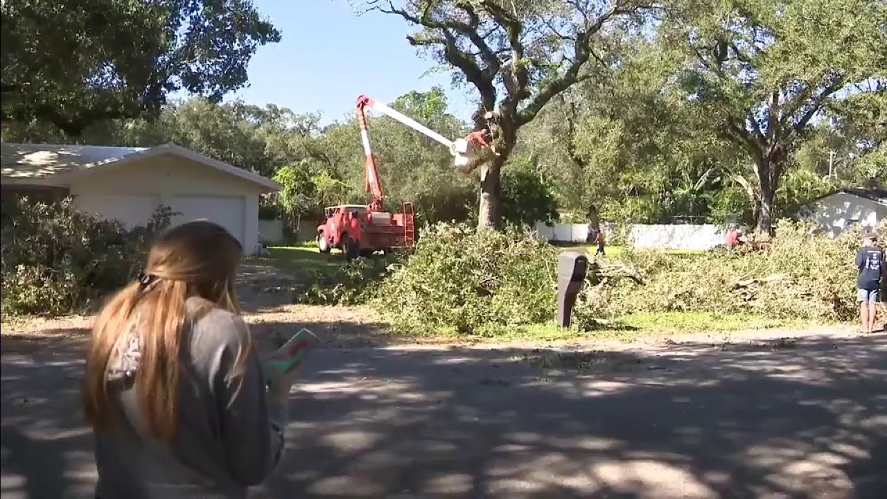 Dania Beach neighbors fighting over old oak trees