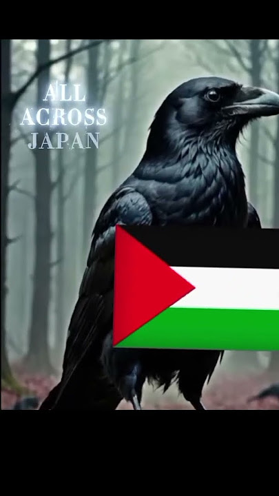 burung gagak mencopot bendera Israel 🇮🇱🤮lalu jatuh ke tanah# free Palestine 🇵🇸🔥🔥